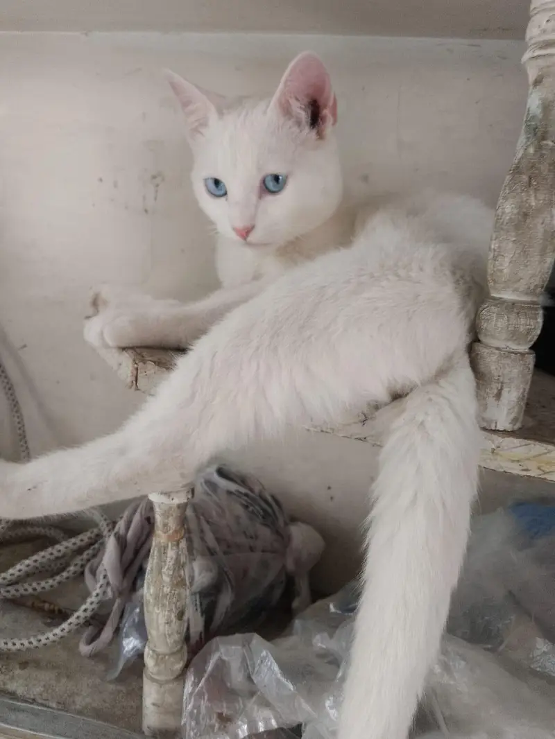 female cat — photo 2