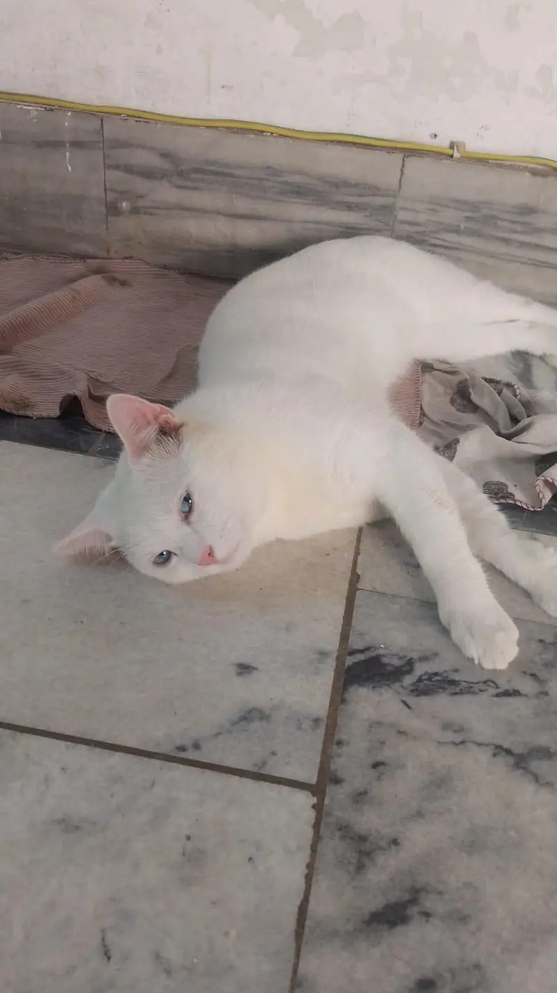 female cat — photo 3