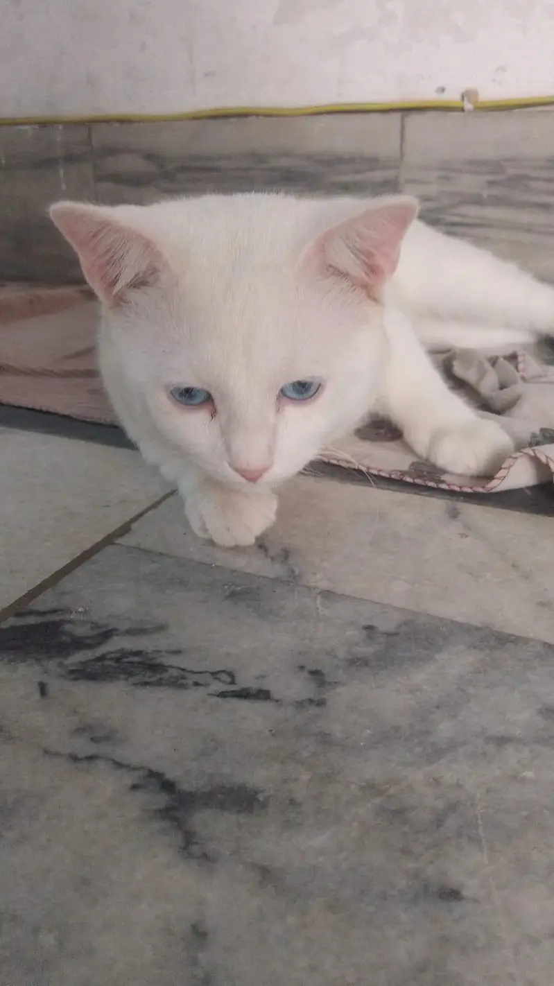 female cat — photo 4
