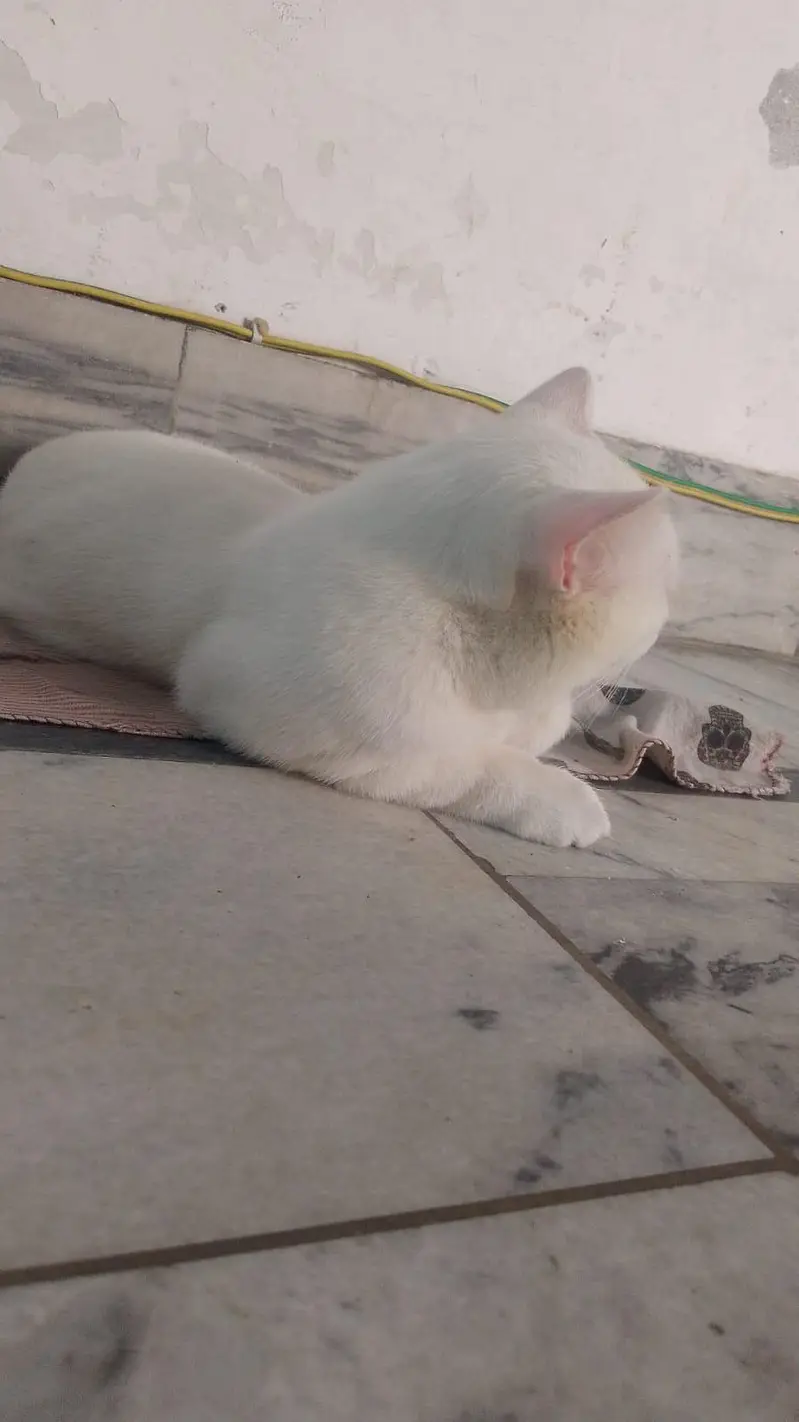 female cat — photo 5