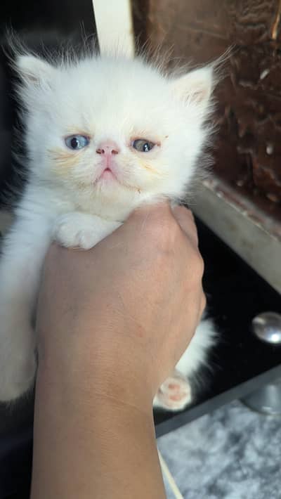kitten