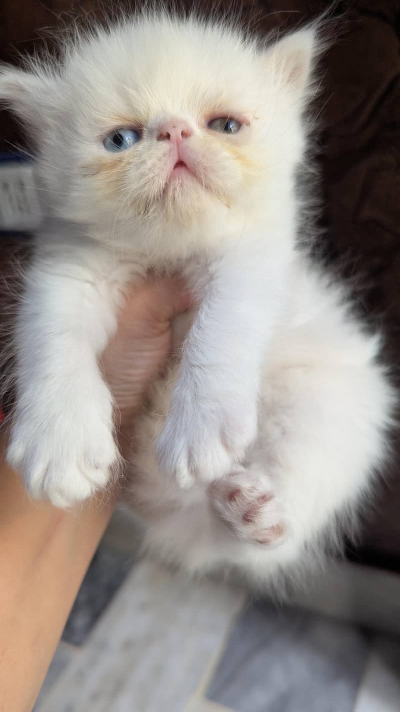 kitten 1