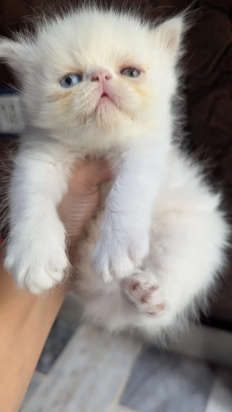 kitten — photo 2