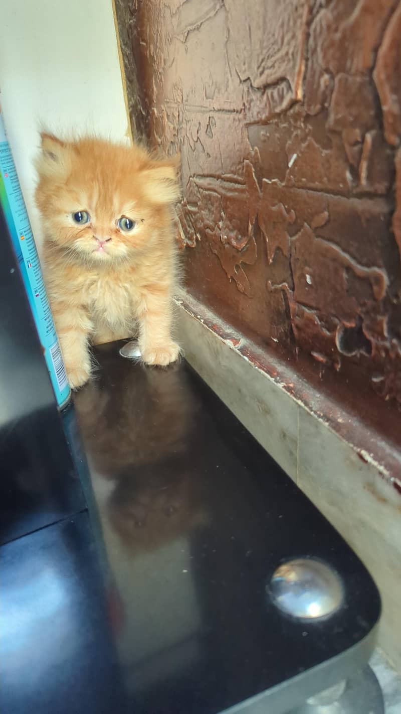 kitten 2