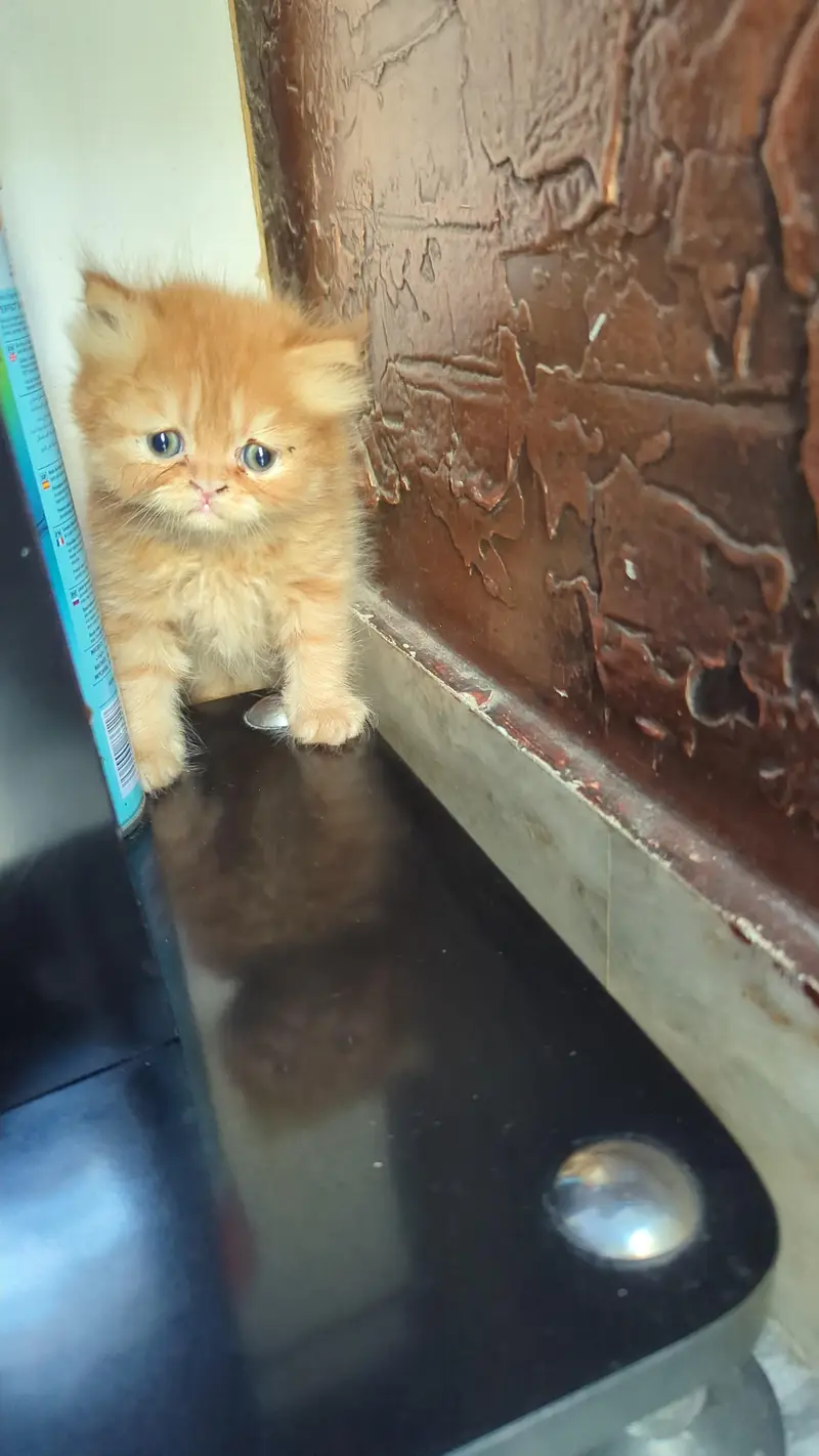 kitten — photo 3