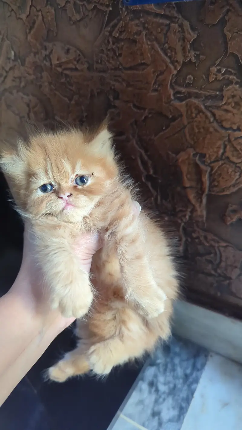 kitten — photo 4