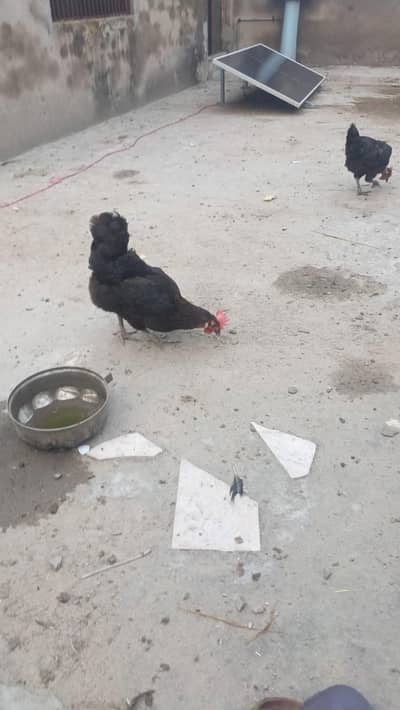 desi hens and roster