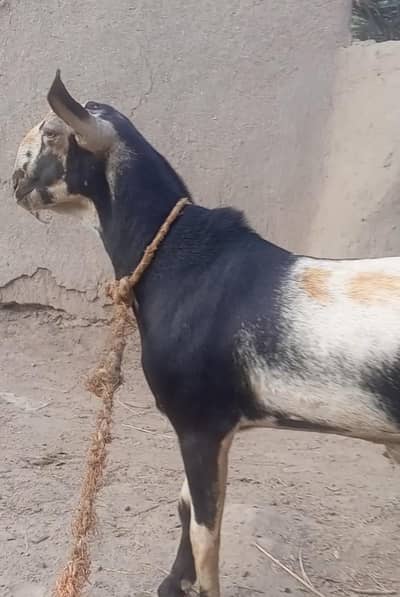 barbari nasal ka bakra hai 18month age hai