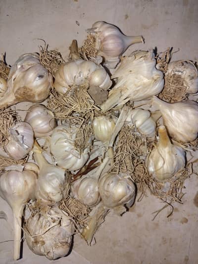 garlic