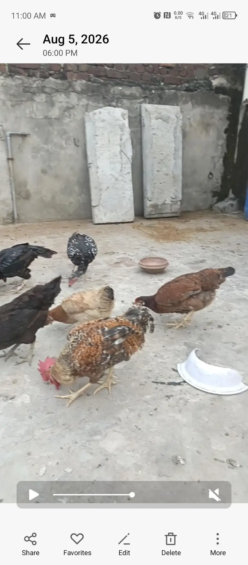 desi hens and roster — photo 2