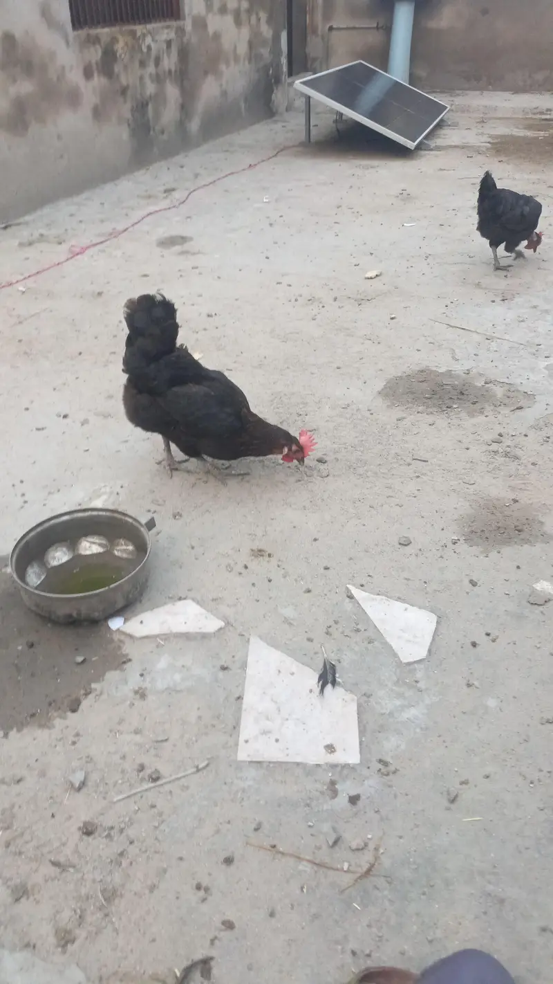 desi hens and roster — photo 3