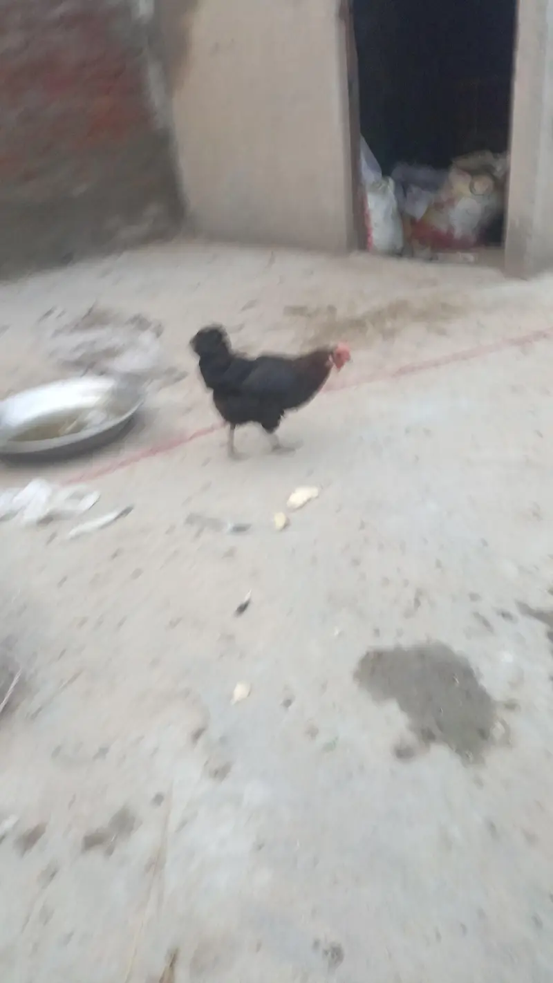 desi hens and roster — photo 4