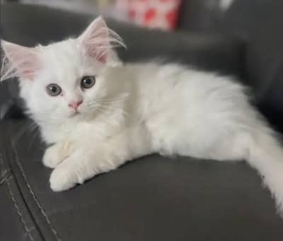 parshion kitten for sale in Jhelum
