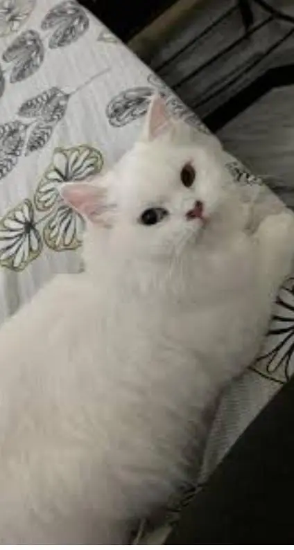 parshion kitten for sale in Jhelum — photo 3