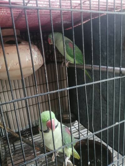 beautiful parrots