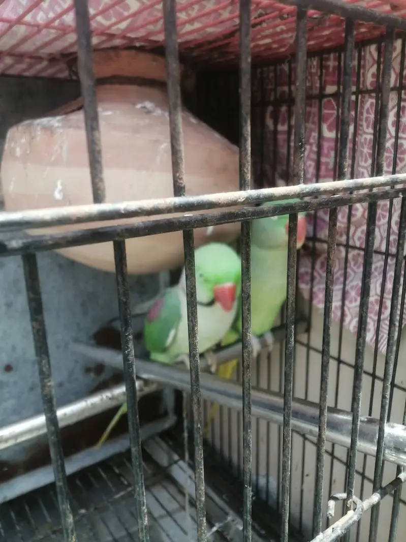 beautiful parrots — photo 2