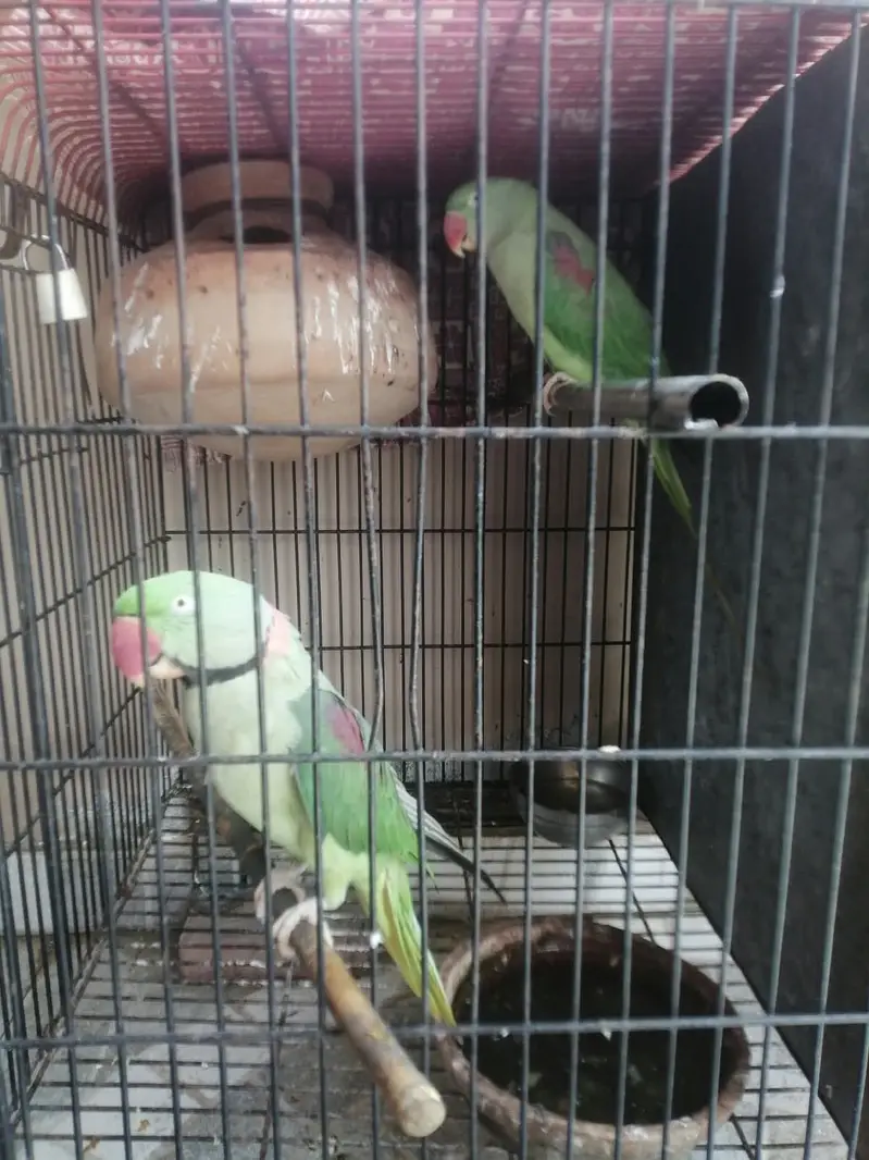 beautiful parrots — photo 3