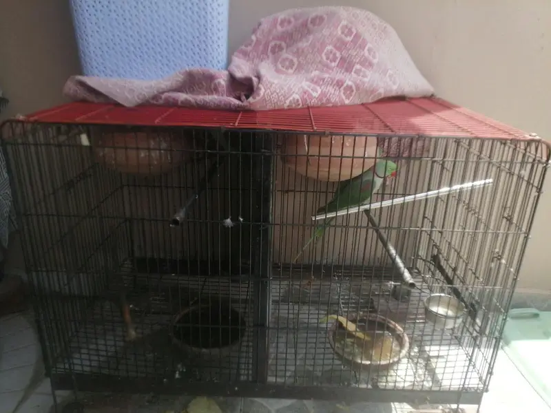 beautiful parrots — photo 4