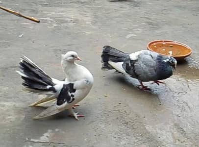 Lucky Pigeon For Sale Ready To Breed