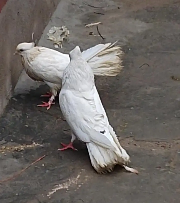Lucky Pigeon For Sale Ready To Breed — photo 2