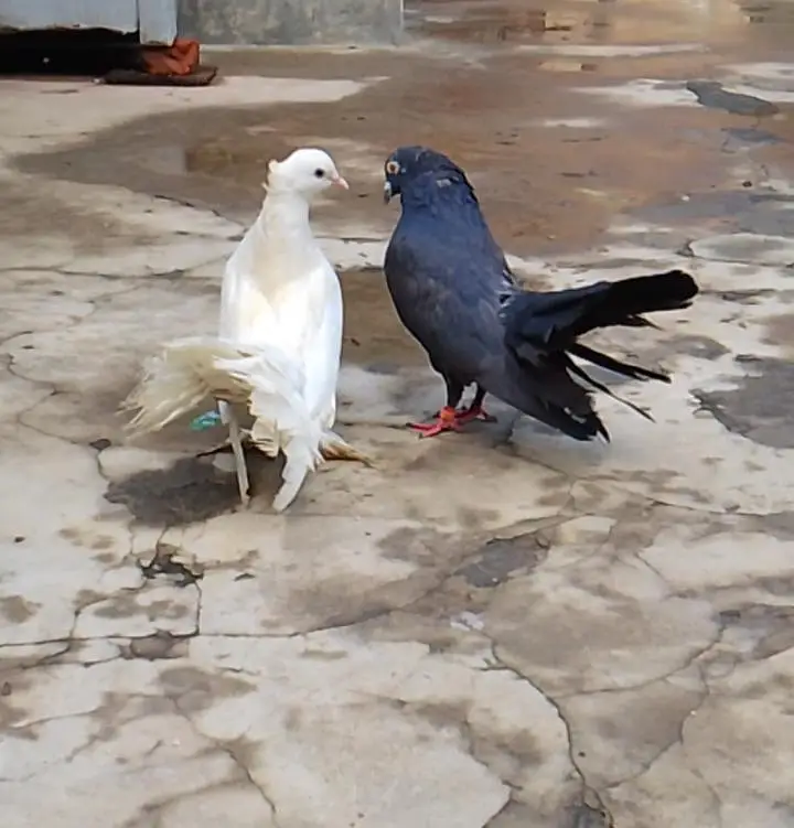 Lucky Pigeon For Sale Ready To Breed — photo 3