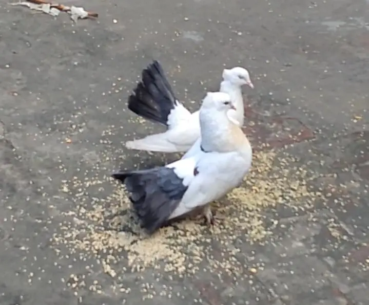 Lucky Pigeon For Sale Ready To Breed — photo 6