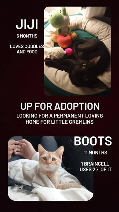 Kittens for adoption