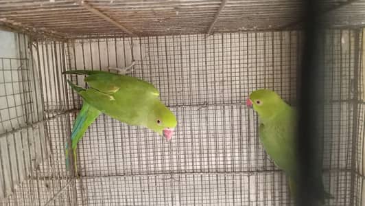 ringneck