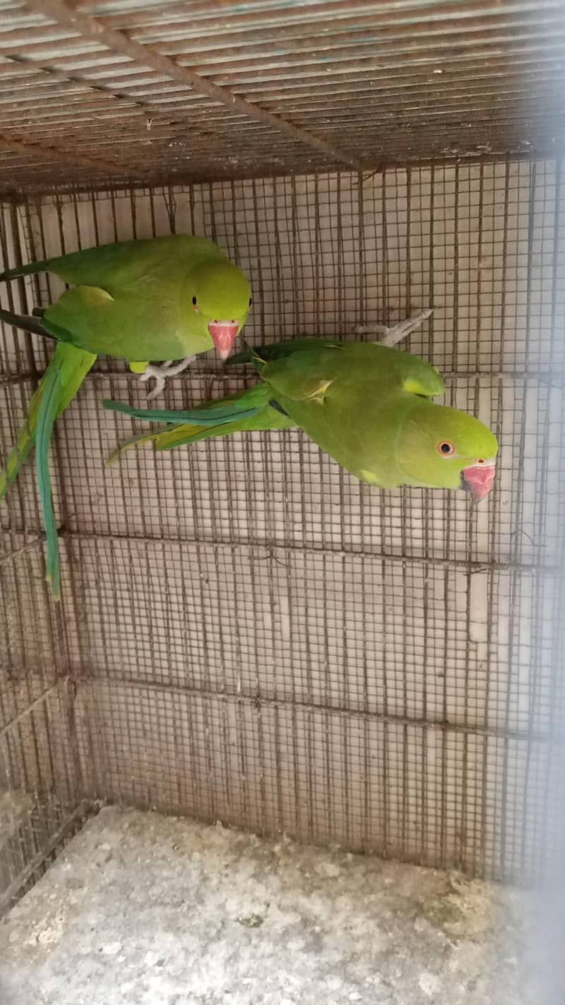ringneck 1