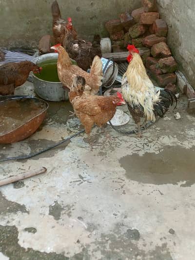 Active and Healthy Desi Breeder Set (1 Murgha + 5 Murgiyan) ‎