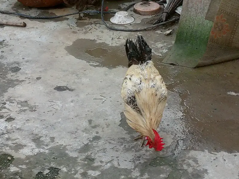 Active and Healthy Desi Breeder Set (1 Murgha + 5 Murgiyan) ‎ — photo 2