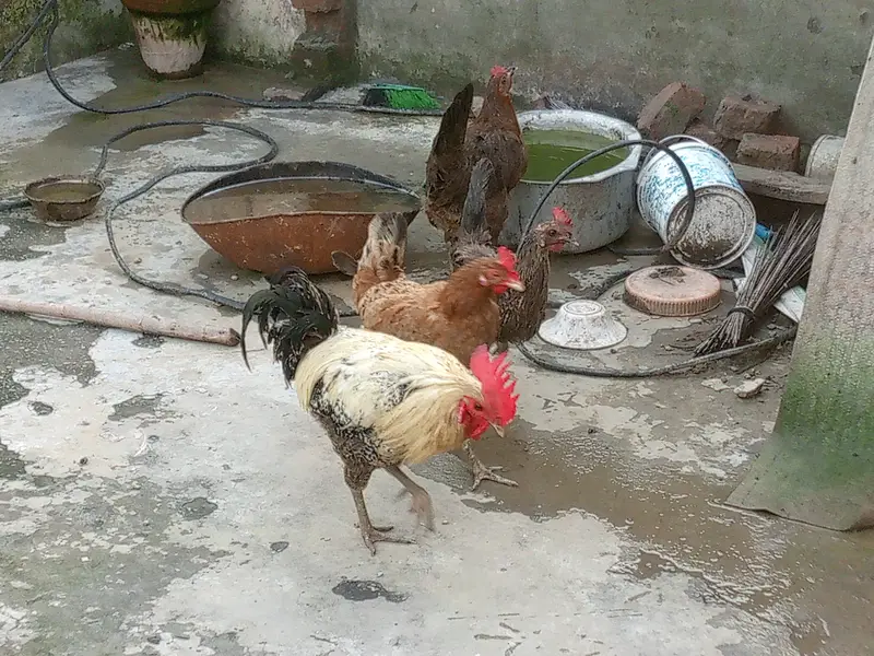 Active and Healthy Desi Breeder Set (1 Murgha + 5 Murgiyan) ‎ — photo 3