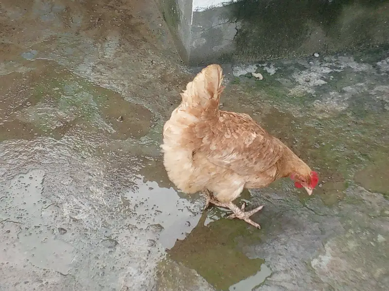 Active and Healthy Desi Breeder Set (1 Murgha + 5 Murgiyan) ‎ — photo 5