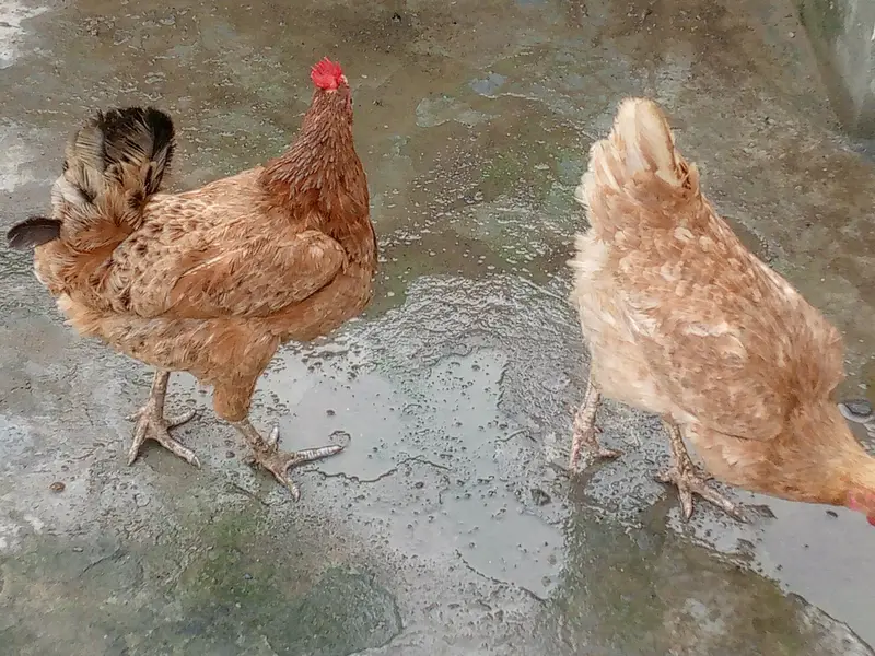Active and Healthy Desi Breeder Set (1 Murgha + 5 Murgiyan) ‎ — photo 6