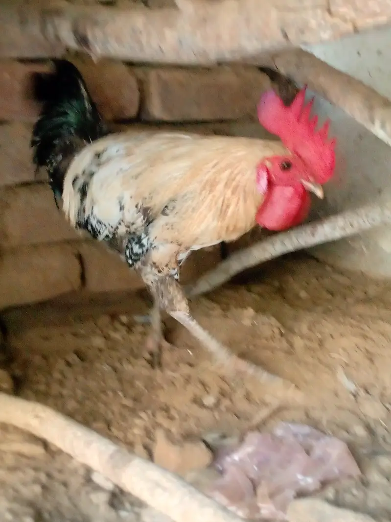 Active and Healthy Desi Breeder Set (1 Murgha + 5 Murgiyan) ‎ — photo 9