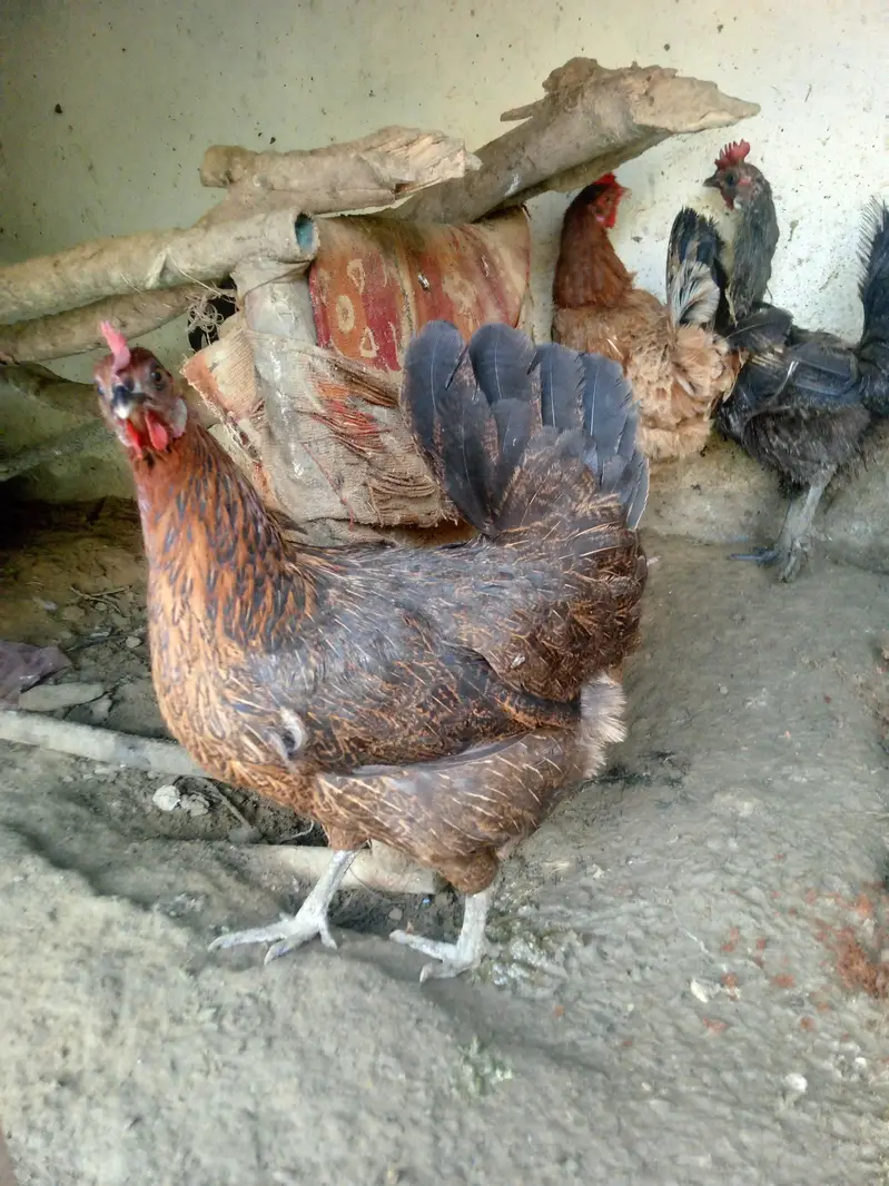 Active and Healthy Desi Breeder Set (1 Murgha + 5 Murgiyan) ‎ — photo 10