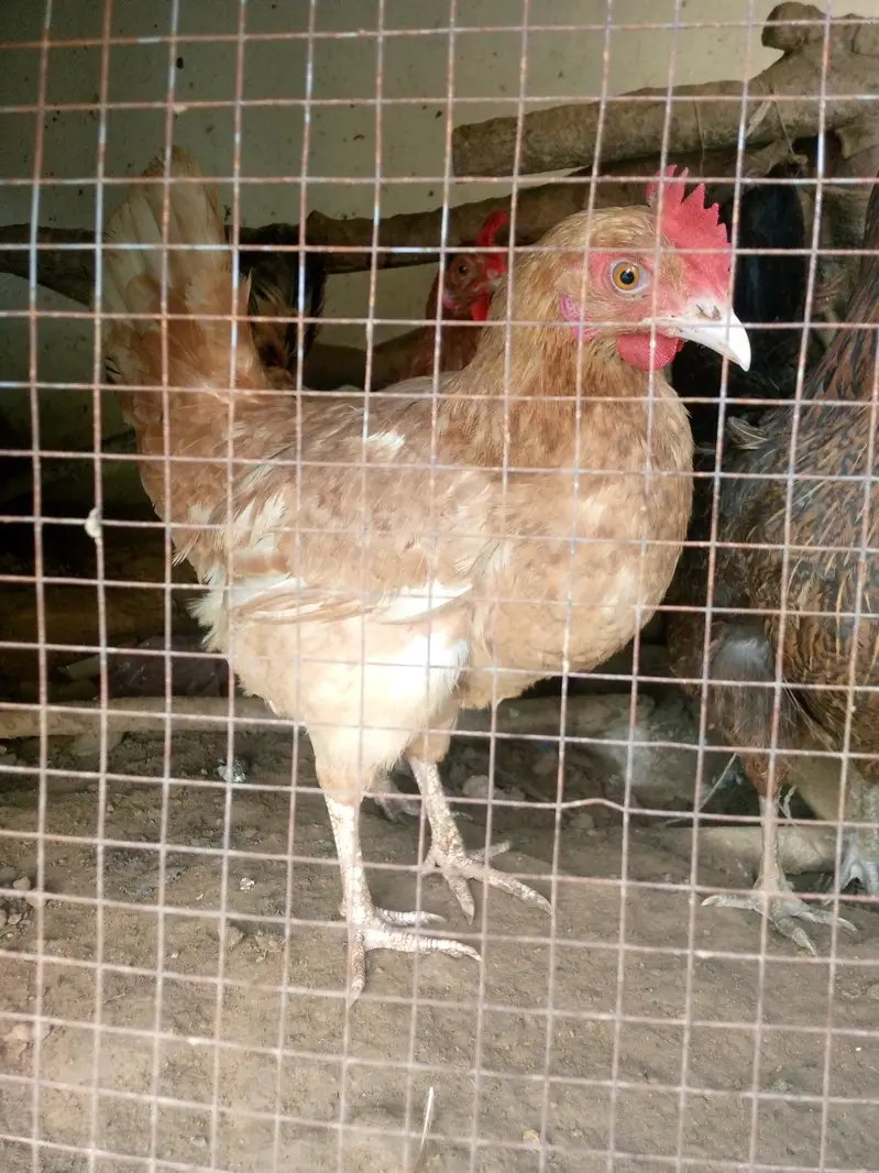 Active and Healthy Desi Breeder Set (1 Murgha + 5 Murgiyan) ‎ — photo 12