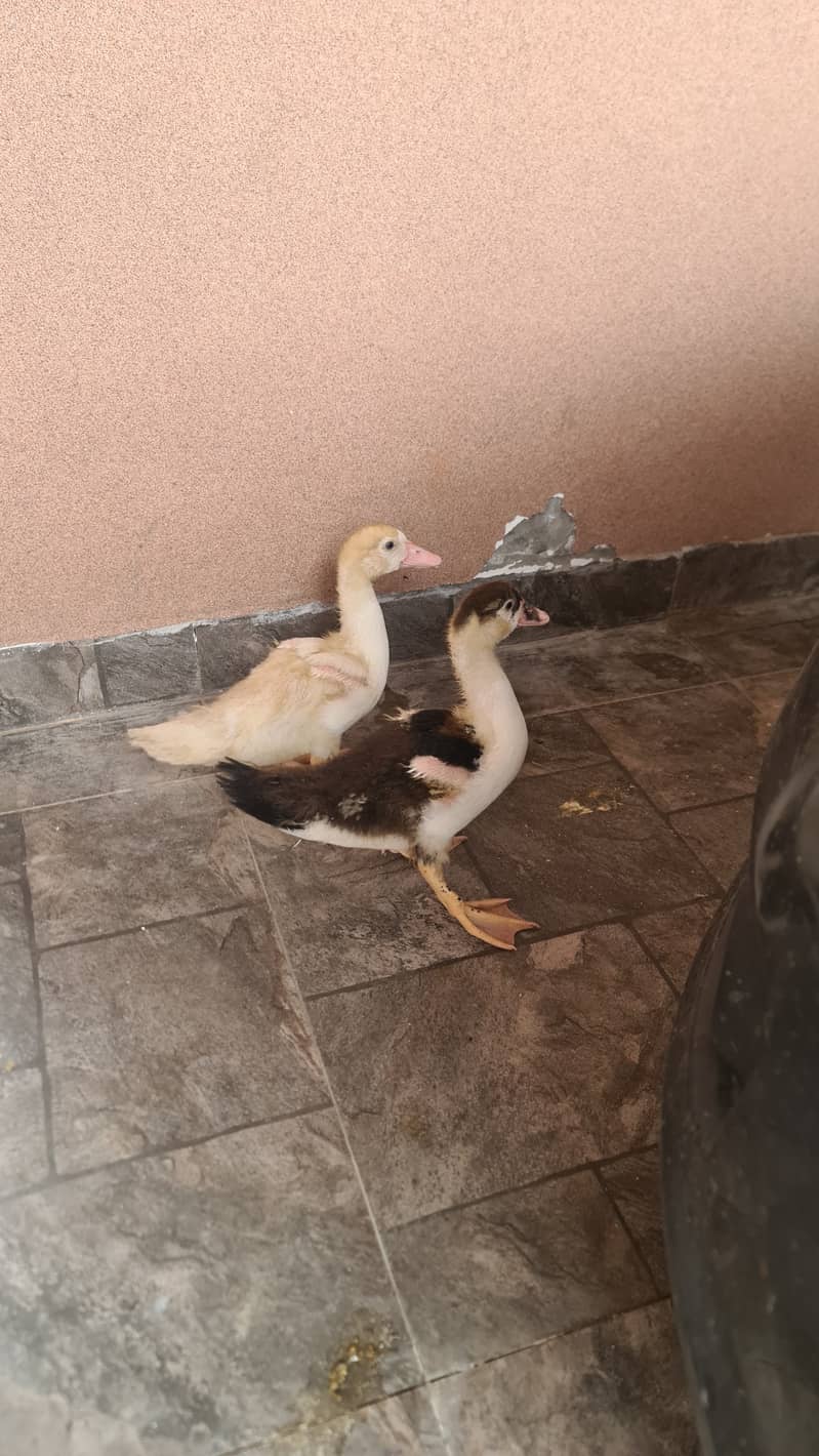 Two Ducks 0
