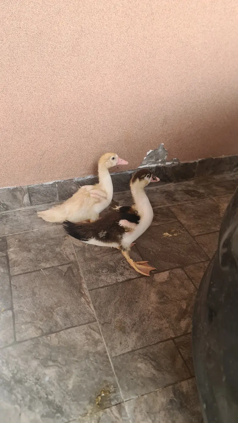 Two Ducks