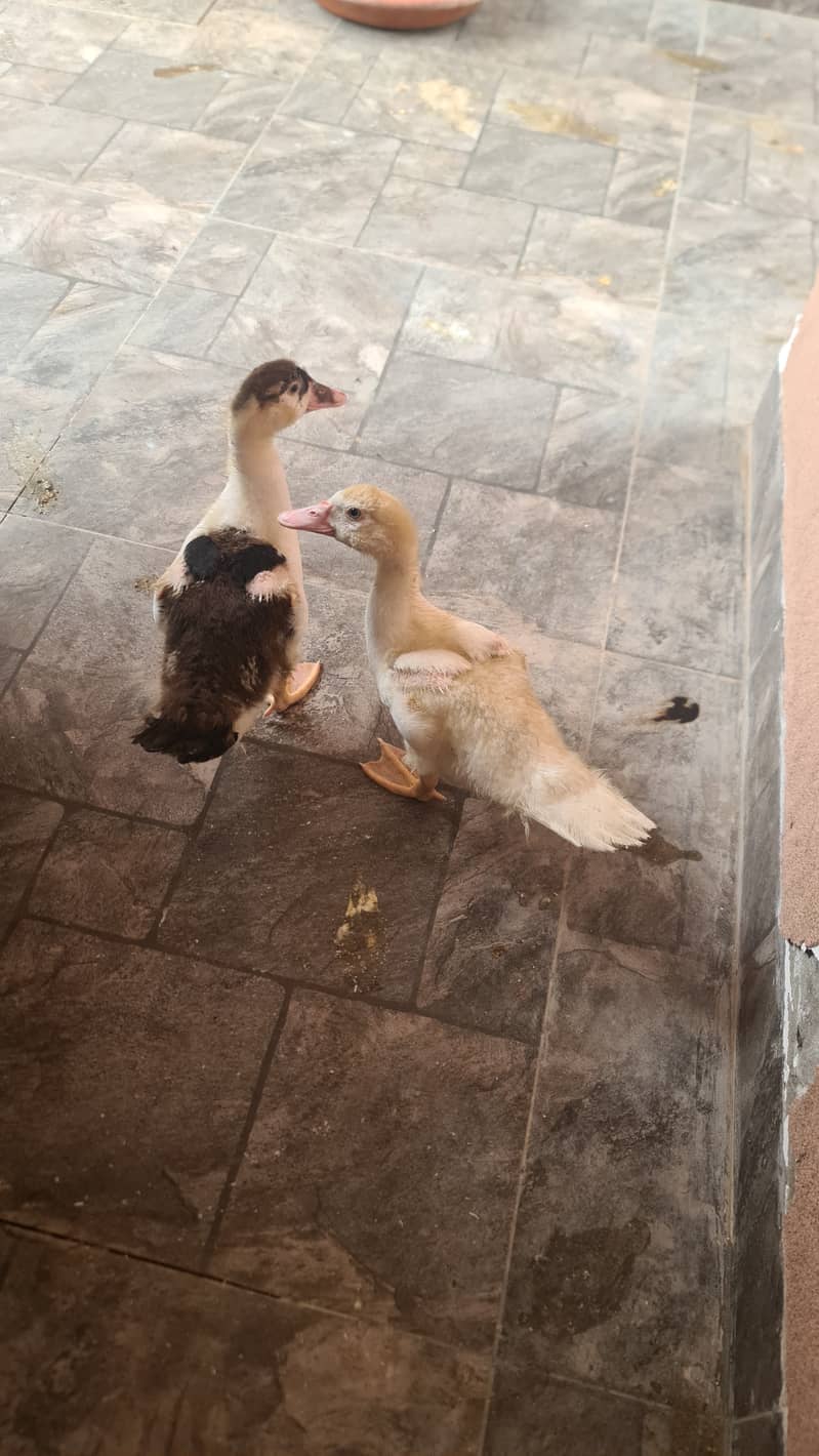 Two Ducks 1