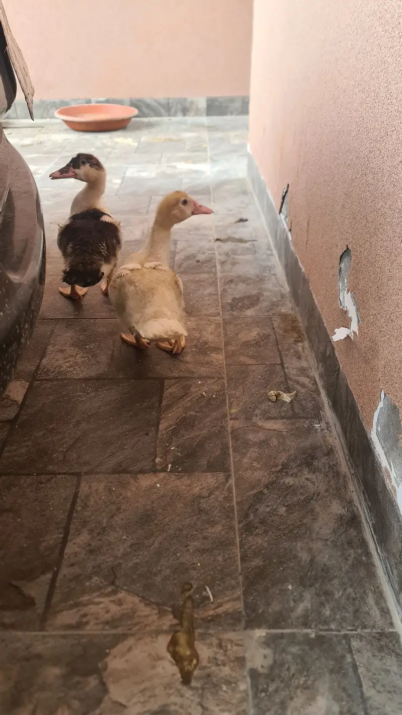 Two Ducks — photo 3