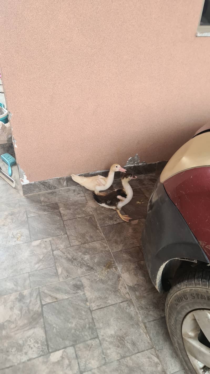 Two Ducks 3
