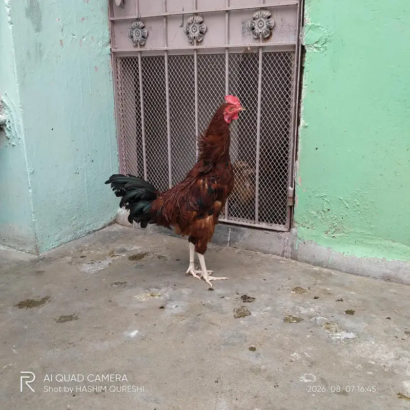 Misri murgha — photo 3