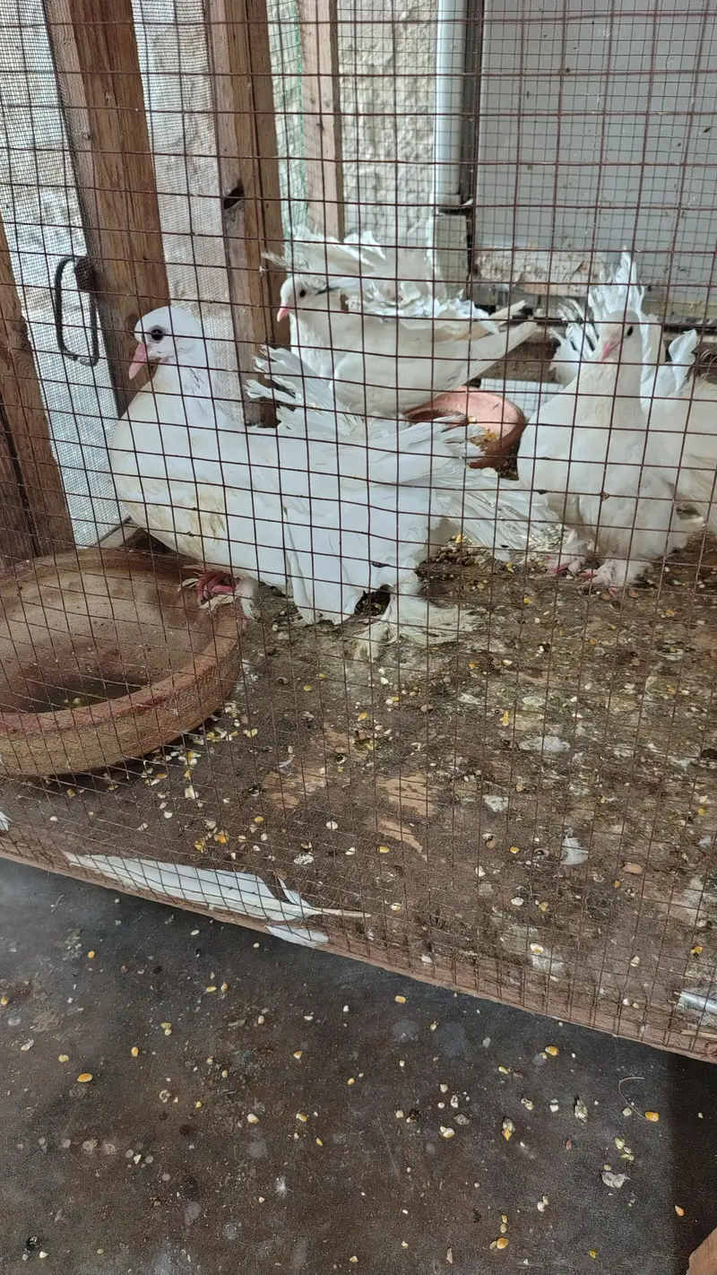 lucky pigeon 1 pair urgent sell — photo 2