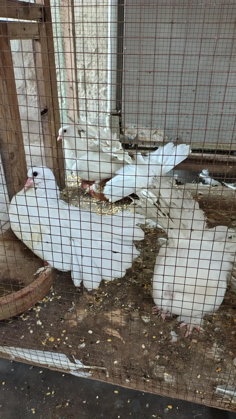 lucky pigeon 1 pair urgent sell — photo 3