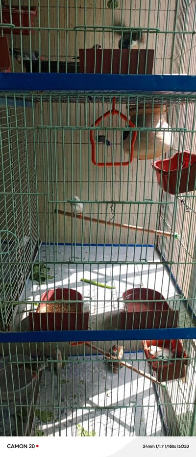 zabra finches others finches available with 3 story cage unlimited