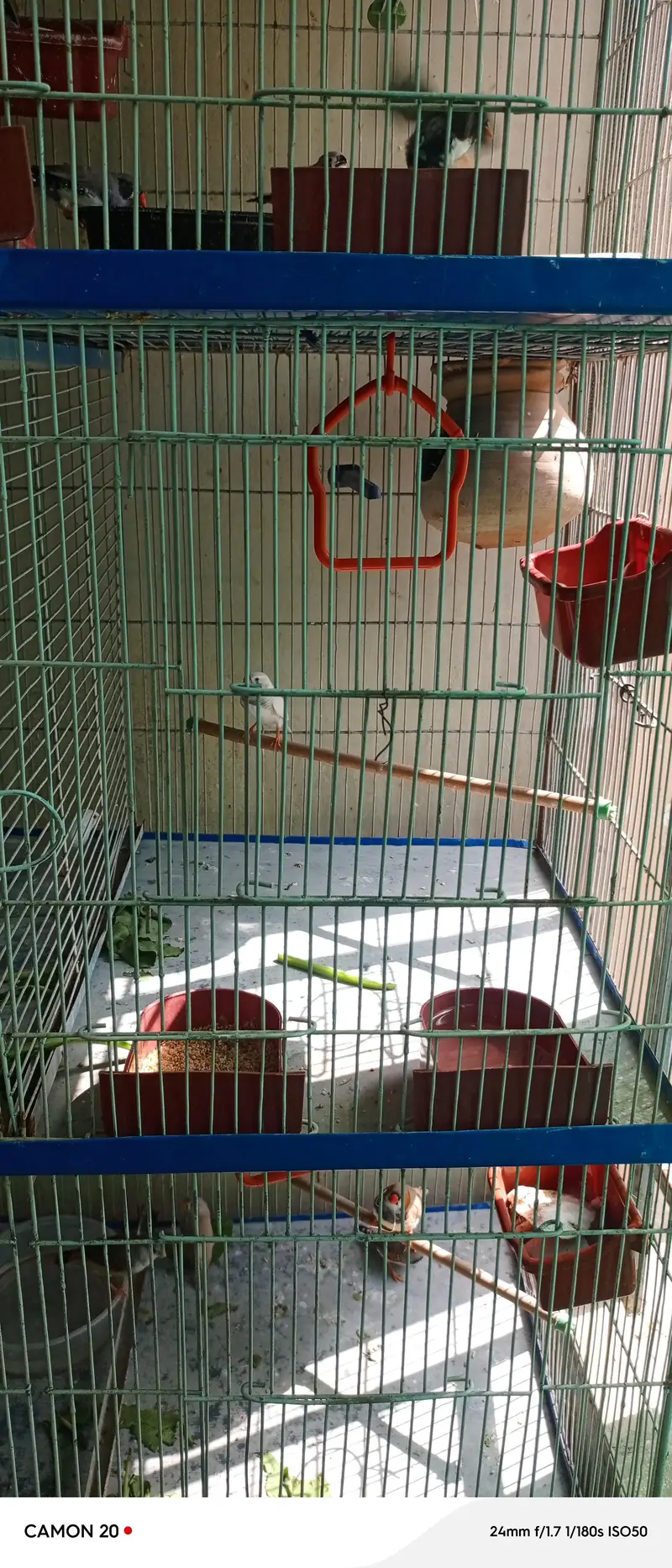zabra finches others finches available with 3 story cage unlimited
