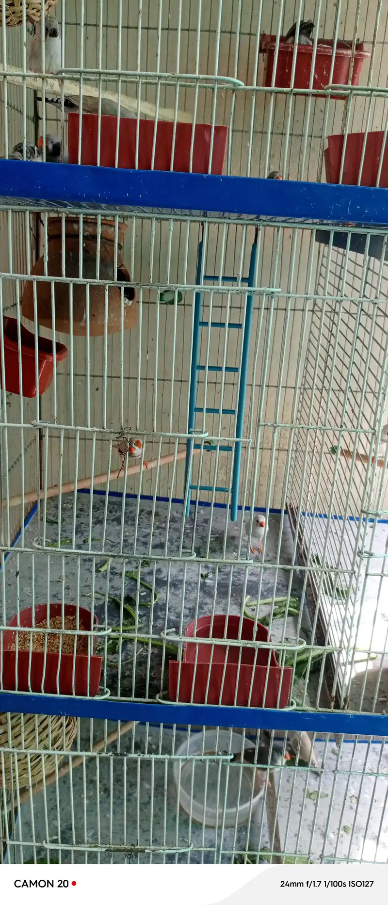 zabra finches others finches available with 3 story cage unlimited — photo 2