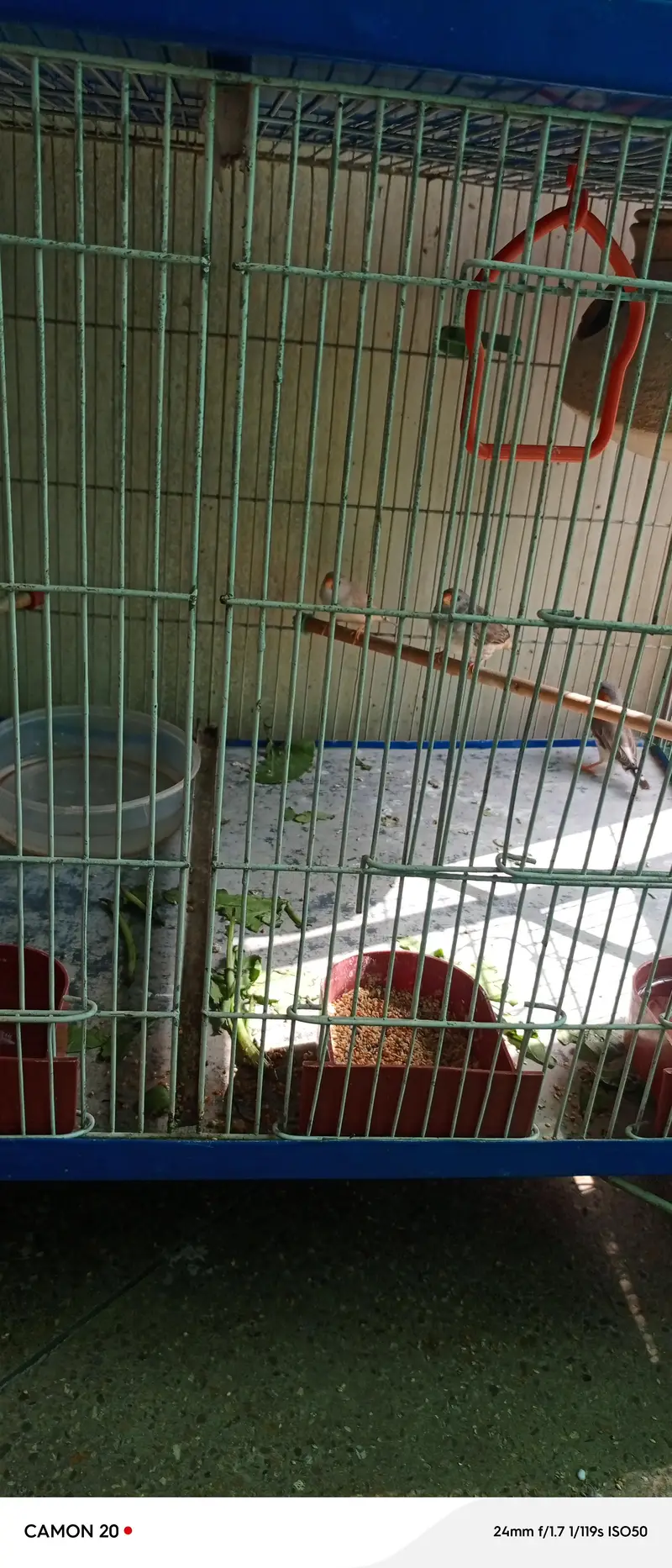 zabra finches others finches available with 3 story cage unlimited — photo 3