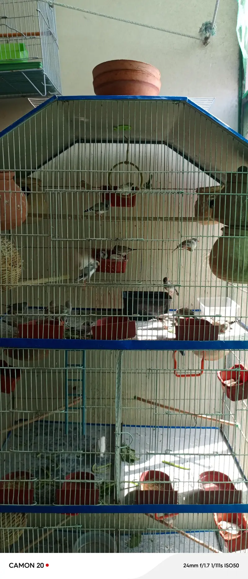 zabra finches others finches available with 3 story cage unlimited — photo 4